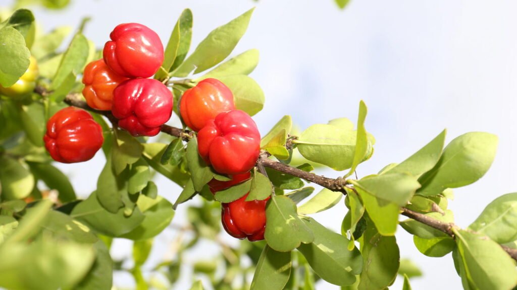 Acerola rende frutas o ano inteiro com poucos cuidados
