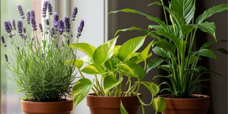 Essas são as 3 plantas ideais para purificar o ar e trazem bem-estar para sua casa