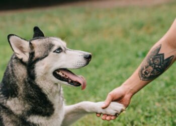 Técnicas de adestramento positivo que fortalecem o vínculo com seu cão