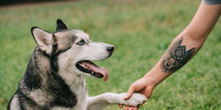 A reação dos cães quando escutam você falar - Créditos: depositphotos.com / IgorVetushko