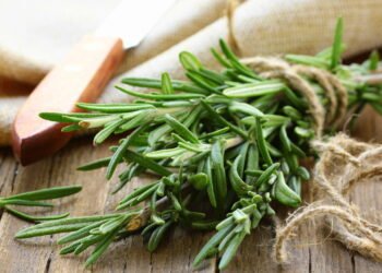 Como cultivar alecrim em casa para proteção e prosperidade