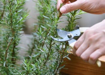 A planta ideal para varanda que mantém todas as pragas bem longe