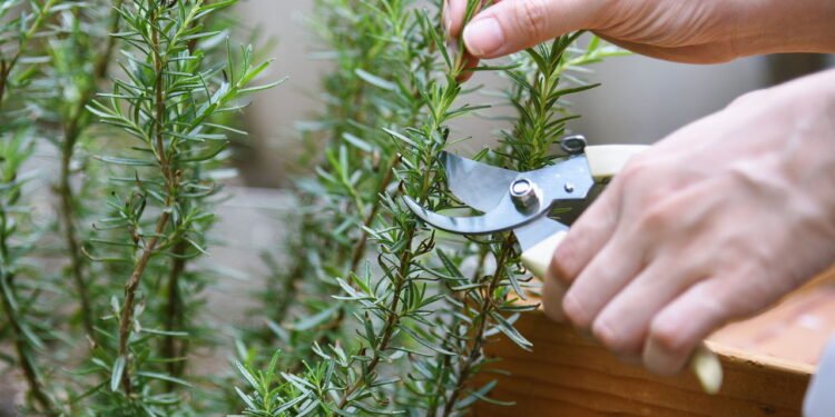 A planta ideal para varanda que mantém todas as pragas bem longe