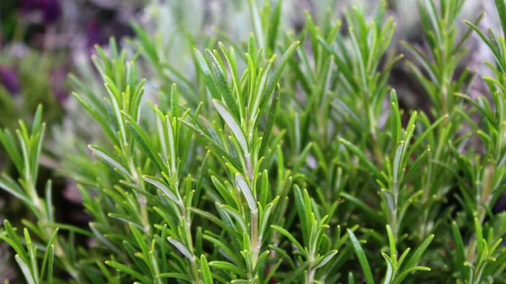 4 plantas que são repelentes naturais aos pesticidas, repelem carrapatos e economiza seu dinheiro