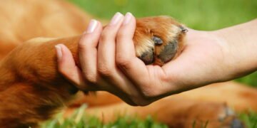 Animal de estimação está feliz