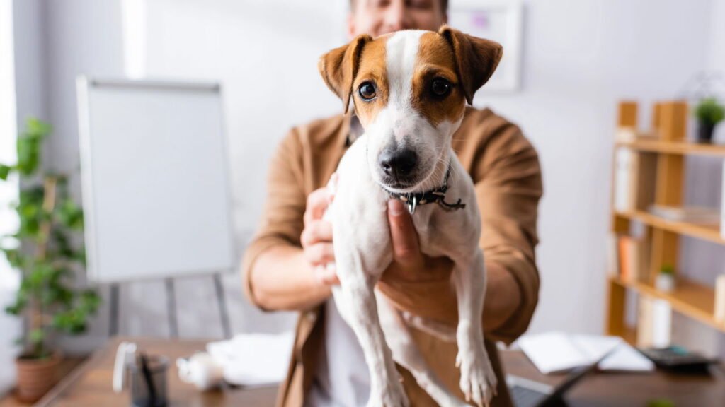 Animal de estimação está feliz