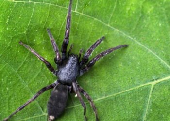 3 Plantas que afastam aranhas e ainda deixam sua casa perfumada