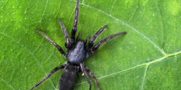 3 Plantas que afastam aranhas e ainda deixam sua casa perfumada