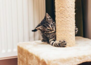 Arranhadores modernos protegem seu lar e garantem a saúde do seu gato ativo