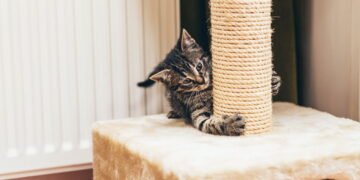 Arranhadores modernos protegem seu lar e garantem a saúde do seu gato ativo