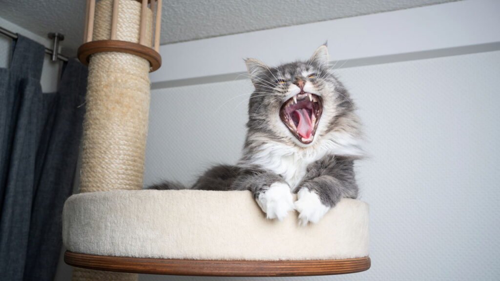 Arranhadores modernos protegem seu lar e garantem a saúde do seu gato ativo