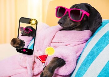 Saber como dar banho em um cão salsicha é importante, aprenda com essas dicas