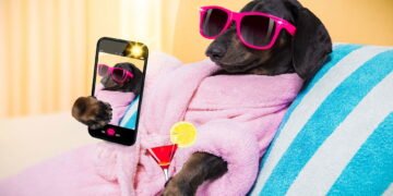 Saber como dar banho em um cão salsicha é importante, aprenda com essas dicas