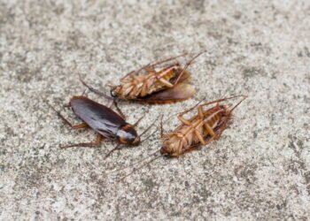 O esconderijo ignorado que pode estar cheio de baratas e afetando sua saúde em casa