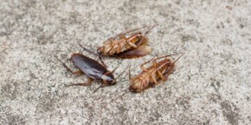 O esconderijo ignorado que pode estar cheio de baratas e afetando sua saúde em casa