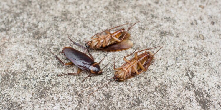 O esconderijo ignorado que pode estar cheio de baratas e afetando sua saúde em casa