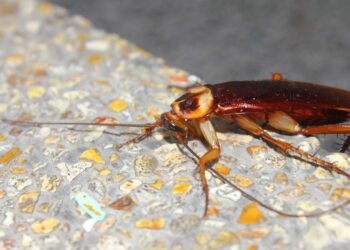 Plantas aromáticas que afastam baratas e formigas de forma natural