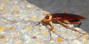 Plantas aromáticas que afastam baratas e formigas de forma natural
