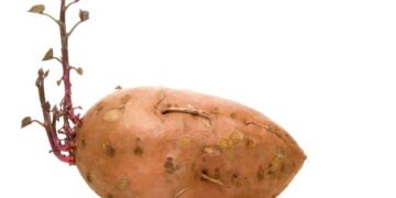 saber se a batata estragou