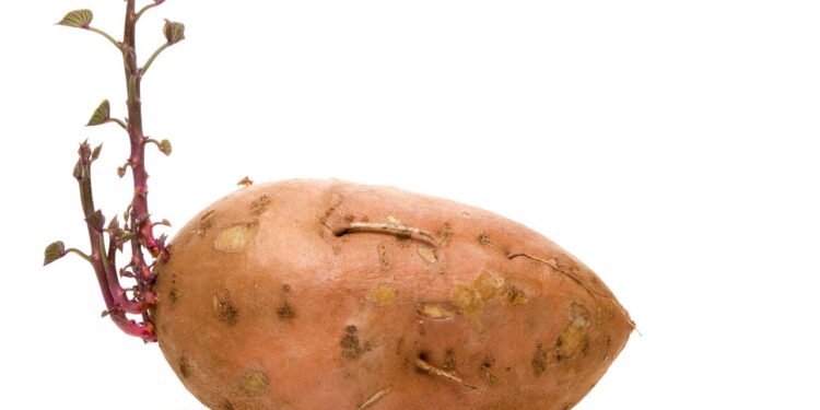 saber se a batata estragou