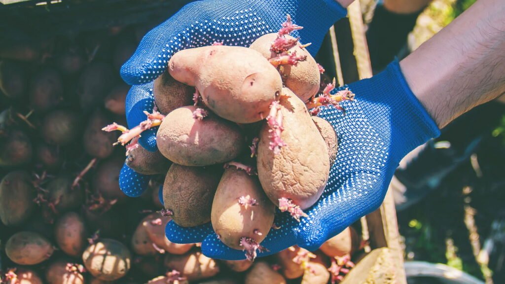 Saber se a batata estragou