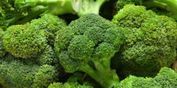 Horta doméstica de brócolis rende colheitas abundantes em 60 dias apenas