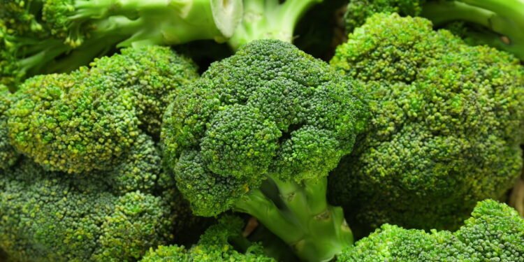 Horta doméstica de brócolis rende colheitas abundantes em 60 dias apenas