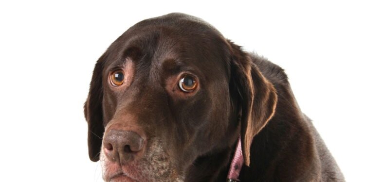 Cachorros assustados