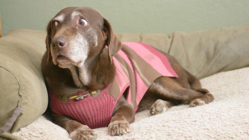 Cachorros assustados