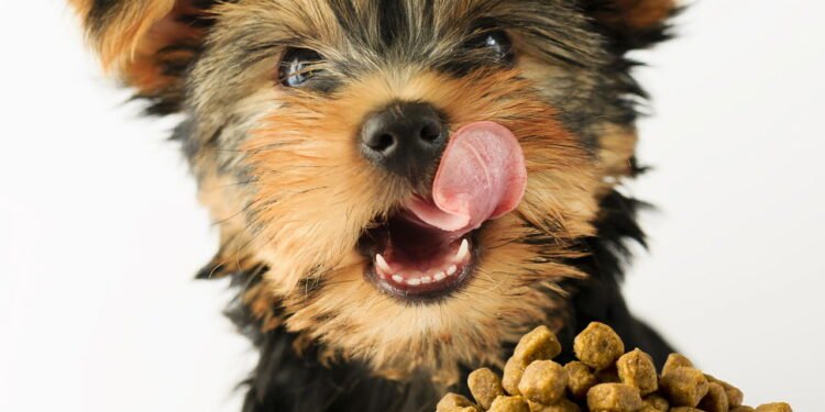 Cinco cuidados essenciais com a dieta do seu cão em cada fase