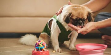 Cachorro se alimentando