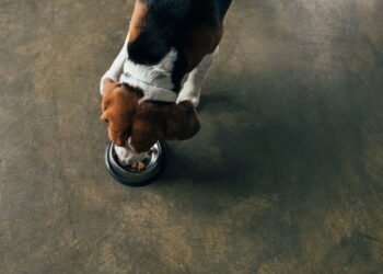 Ração para cachorros