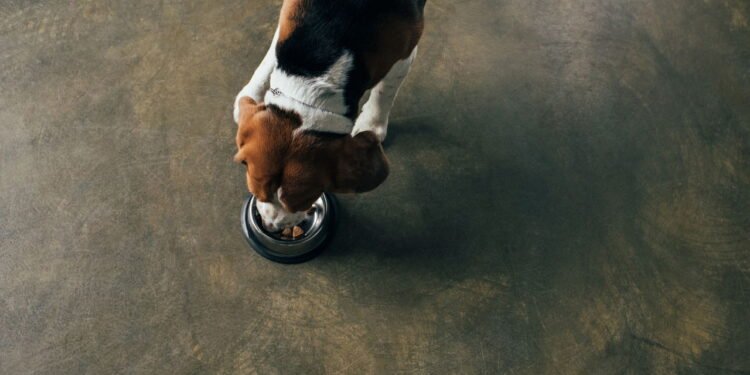 Ração para cachorros
