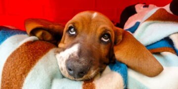 cachorro