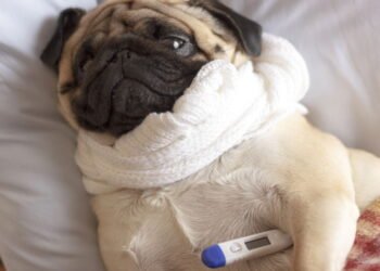 Meu cachorro (ou gato) pode pegar gripe? Tudo que você precisa saber