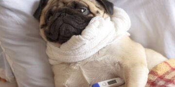 Meu cachorro (ou gato) pode pegar gripe? Tudo que você precisa saber
