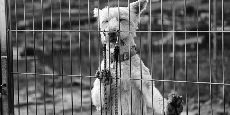 Erros comuns ao cuidar de animais