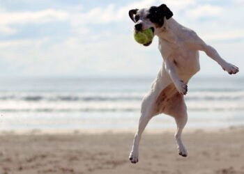 5 praias pet friendly no Brasil para aproveitar as férias com o seu cão