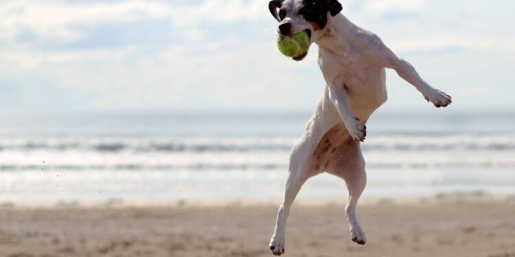 Praias para levar seu pet sem problemas - Créditos: depositphotos.com / jonathanrich