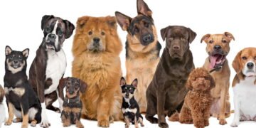 15 raças de cães mais silenciosas ideais para apartamentos