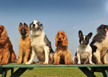 15 raças de cães mais silenciosas ideais para apartamentos