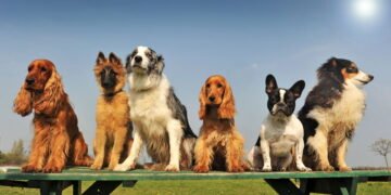 15 raças de cães mais silenciosas ideais para apartamentos