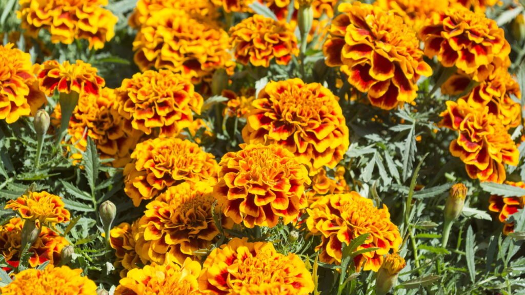 Como plantar calêndulas e deixar o jardim mais colorido e protegido