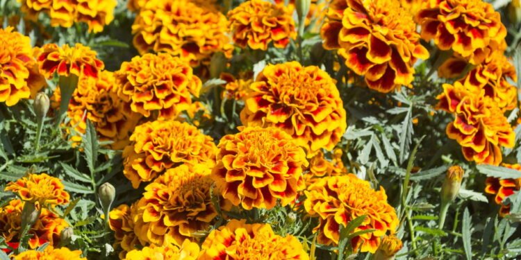 Como plantar calêndulas e deixar o jardim mais colorido e protegido