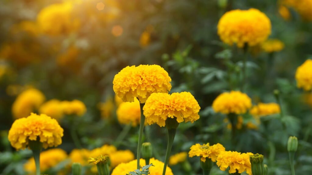 Como plantar calêndulas e deixar o jardim mais colorido e protegido