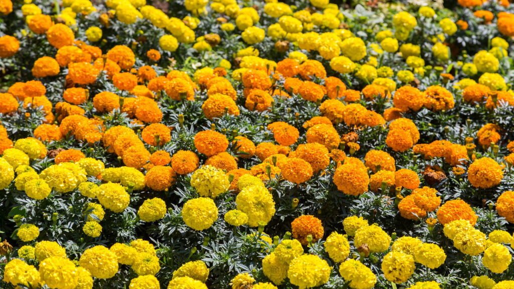 Como plantar calêndulas e deixar o jardim mais colorido e protegido