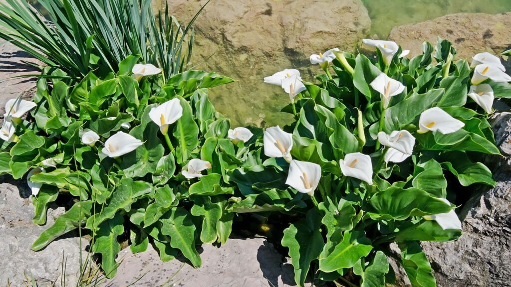 Quer um jardim mais elegante? Conheça as 10 flores brancas perfeitas para plantar