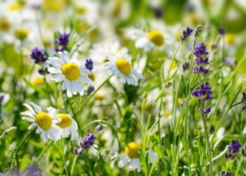Cultive camomila e lavanda
