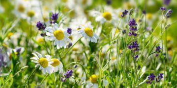 Cultive camomila e lavanda