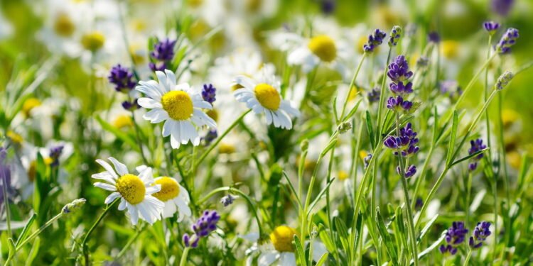 Cultive camomila e lavanda